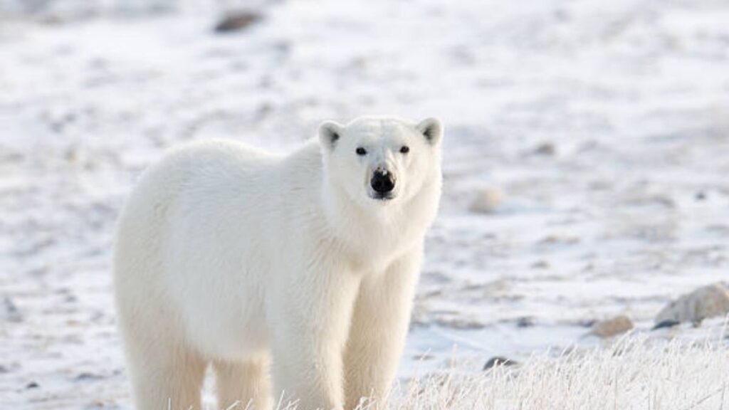 polar bear in churchill.jpg 20251107 133242 0000