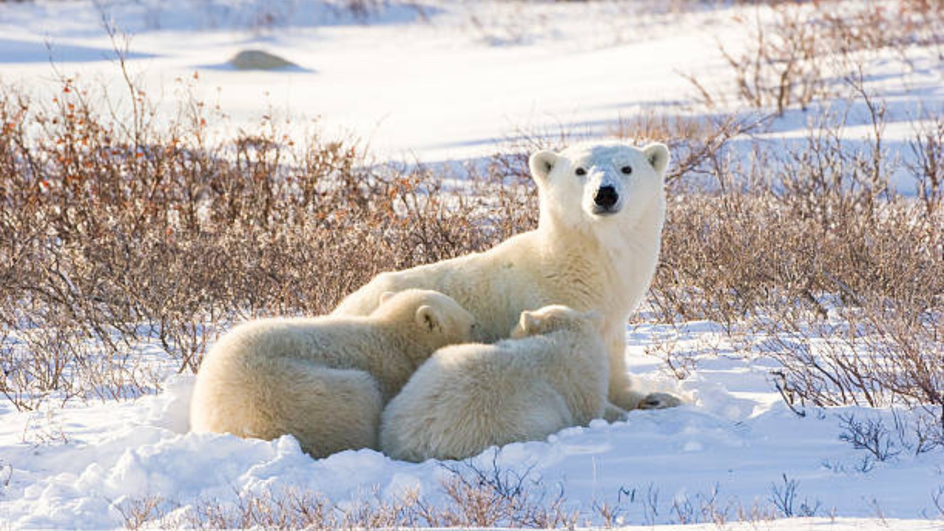 polar bears churchill manitoba arctic wildlife.jpg 20251107 122504 0000